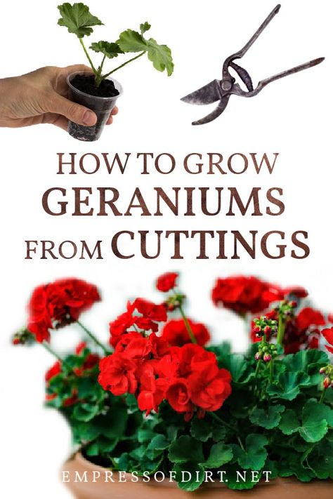 How To Grow Geraniums, Propagating Geraniums, Growing Geraniums, Geranium Care, Geraniums Garden, Potted Geraniums, Geranium Plant, Small Flower Pots, Container Gardening Flowers