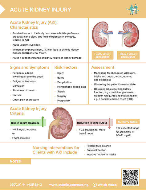 Concise review of the criteria, causes, symptoms, and nursing interventions of acute kidney injury (acute renal failure). 💉🏥 Renal Disorders Nursing, Renal Nursing Cheat Sheets, Acute Kidney Injury Nursing, Renal Nursing, Kidneys Nursing, Med Surge, Nursing Interventions, Nursing School Studying Cheat Sheets, Nurse Study