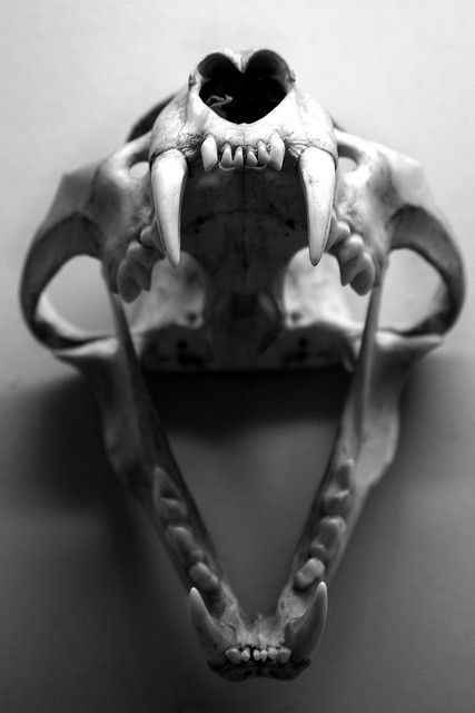 Filthy Image Thief Skull Reference, Animal Skeletons, Vulture Culture, Skeleton Bones, Cat Skull, Bone Art, Animal Bones, Animal Skulls, Skeletal