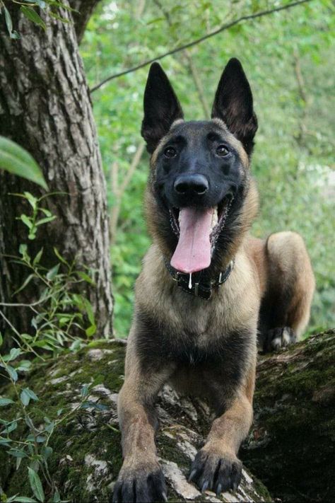 Belgian Malinois Photography, Belgian Malinois Aesthetic, Berger Malinois, Belgium Malinois, Vision 2024, Belgian Malinois Dog, Paper Dogs, Malinois Dog, Belgian Shepherd