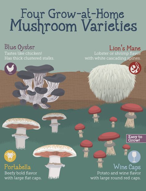 Food Mushrooms, Growing Mushrooms At Home, Grow Mushrooms, Mushroom Varieties, Mushroom Kits, Mushroom Cultivation, Garden Mushrooms, Edible Mushrooms, Home Vegetable Garden