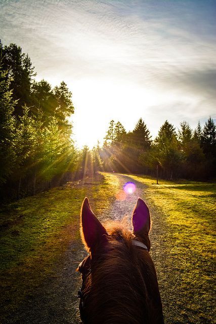 Horseback riding Magic Monday, Equestrian Horses, Foto Cowgirl, Horse Ears, Skai Jackson, Horse Trail, Morning Sunrise, All The Pretty Horses, Gold Tree