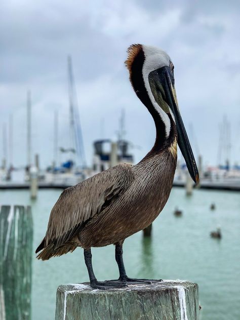 portrait of a pelican | brando | Flickr Brown Pelican, Sea Birds, Mammals, Birds, Animals