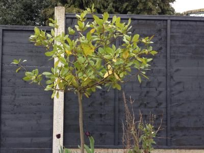 Cuprinol Urban Slate, Back Garden Landscaping, Cuprinol Garden Shades, Small Urban Garden, London Garden, Black Ash, Urban Gardening, Wood Paint, Contemporary Garden