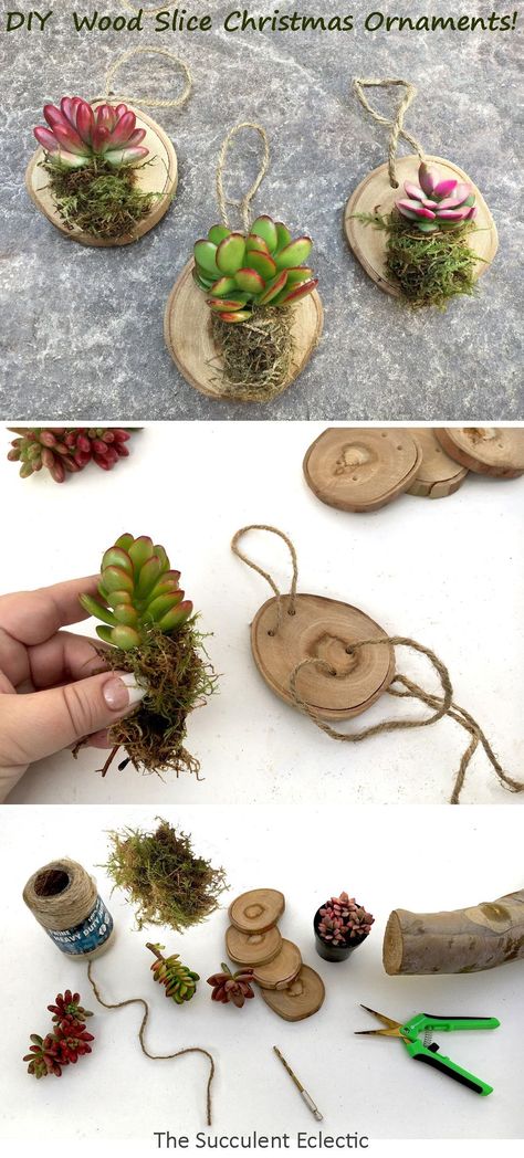 Rustic Christmas ornaments are easy and fun for the whole family to make! These simple DIY wood slice ornaments with living succulents can be used every Christmas! Just pot up the succulents after the holidays, and take new cuttings next December! :) Pin now, read later! #rusticchristmasornaments #diychristmas ornaments #rusticchristmasdecorations #naturalchristmastreedecorations #succulentchristmasideas #succulentchristmasornaments Diy Wood Slice Ornaments, Wood Slice Christmas, Wood Slice Ornaments, Rustic Christmas Ornaments, Plant Crafts, Wood Slice Crafts, Christmas Plants, Rustic Ornaments, Wooden Slices