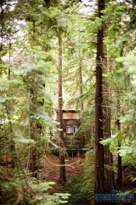 Henry Miller Library, Big Sur Henry Miller Library, Henry Morgan, Country Wedding Photography, Wine Grapes, Library Wedding, Woodsy Wedding, Henry Miller, Wine Country Wedding, Engagement Portraits