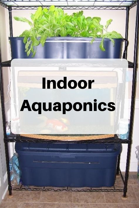 Indoor Aquaponics Diy, Aquaponics Indoor, Apartment Aquaponics, Hydro Gardening, Diy Aquaponics, Gardening Basics, Aquaponics Aquarium, Indoor Aquaponics, Aquaponics Greenhouse