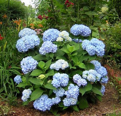 Blue Hydrangea Bush, Nikko Blue Hydrangea, Summer Hydrangea, Endless Summer Hydrangea, Hydrangea Bush, Hydrangea Care, Hydrangea Macrophylla, Hydrangea Not Blooming, Planting Hydrangeas