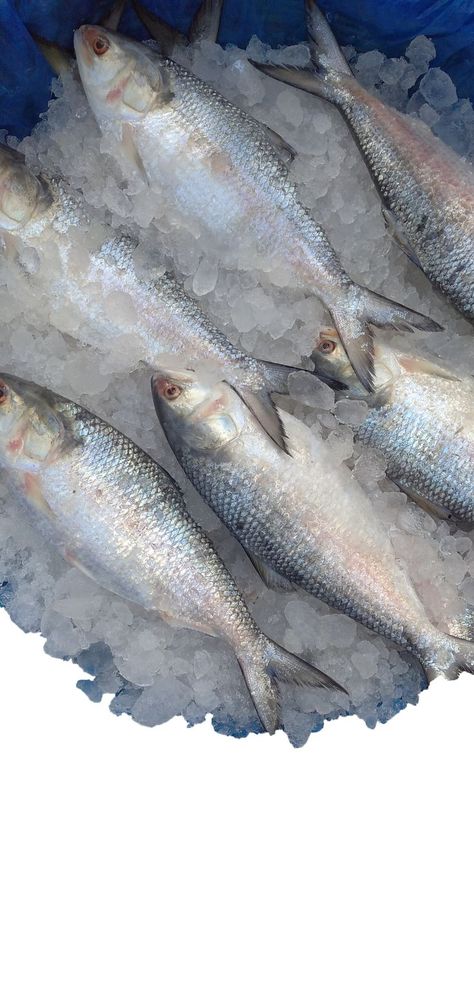 Hilsa is the king of fish in Bangladesh. Hilsa is a very tasty fish. #HilshFish #fishfood #bangladesh Hilsa Fish Recipe, Hilsa Fish, Seafood Platter, Fish Curry, Seafood Restaurant, Fish Recipes, The King, Seafood, A Man