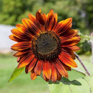 Velvet Queen Sunflower, Fresh 2022, Growing Sunflowers, Orange Sunflowers, Red Sunflowers, Edible Seeds, Attracting Bees, Brown Flowers, Organic Seeds