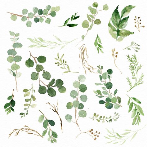 Feuille verte aquarelle éléments/verdure/Eucalyptus/Wild Leaf Clip Art, Greenery Nursery, Vintage Clip Art, Spring Watercolor, Eucalyptus Green, Watercolor Green, 수채화 그림, Watercolor Leaves, Leaf Spring