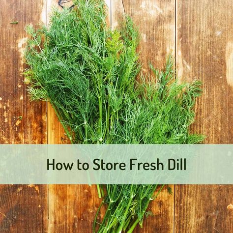 How To Keep Dill Fresh In Fridge, How Do You Preserve Fresh Dill, How To Preserve Dill From The Garden, Preserving Fresh Dill, How To Store Fresh Dill, How To Preserve Fresh Dill, How To Freeze Dill, Fresh Dill Uses, Ways To Use Fresh Dill