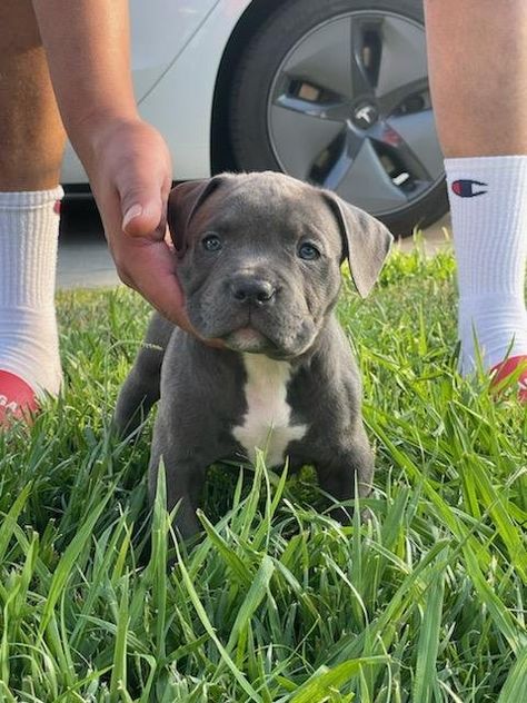 American Pocket Bully Cute American Bully Puppies, American Bullies Puppy, American Bully Xl Puppys, American Pocket Bully, Pocket Bullies, Pocket Bully Puppies, American Pitbull Terrier Puppy, Pocket Pitbull, Bully Terrier