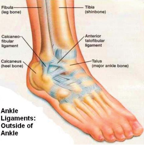 The Anterior Talofibular Ligament is under maximum tension during Plantar Flexion Torn Ligament In Ankle, Ankle Anatomy, Ankle Ligaments, Ankle Surgery, Ligament Tear, Leg Bones, Ligament Injury, Musculoskeletal System, Ankle Pain