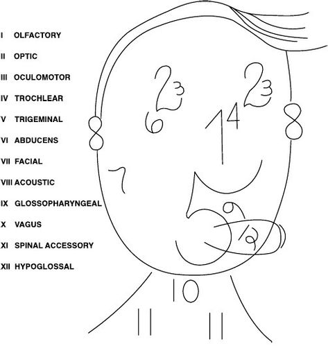 12 Cranial Nerves, Anesthesia School, Study Things, Cranial Nerves Mnemonic, Nursing Things, Drawing Man, How To Remember, Nursing Fun, Passing Gas