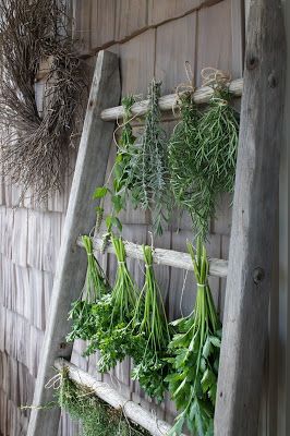 Herb Ideas, Herb Drying, Old Ladder, Harvesting Herbs, Vintage Ladder, Modern Pot, نباتات منزلية, Herb Garden Design, Drying Racks