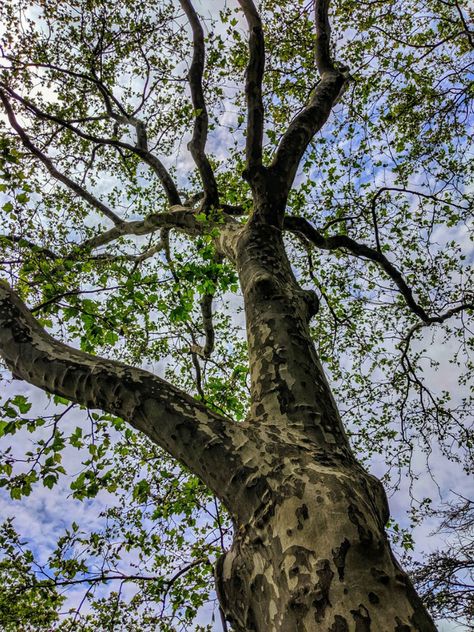 American Sycamore Tree, Sycamore Trees, Sycamore Tree, Spring Tree, Container Gardening Vegetables, Tree Photography, Abstract Tree, Tree Care, Shade Trees