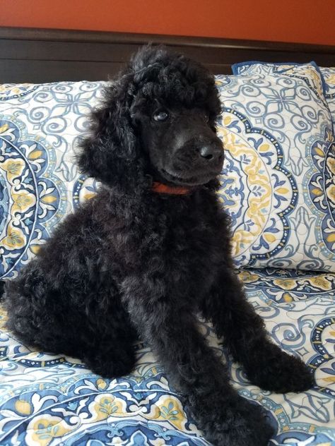 Poodle Styles, Standard Poodle Puppy, Poodle Black, Poodle Standard, Black Standard Poodle, Poodle Puppy Standard, Daisy Dog, Poodle Puppies, Dog Smells