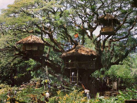 Swiss Family Robinson Swiss Family Robinson Treehouse, Swiss Family Robinson, Master Board, Cool Tree Houses, Shel Silverstein, Banyan Tree, Tree Houses, Movie Sets, Flower Farm