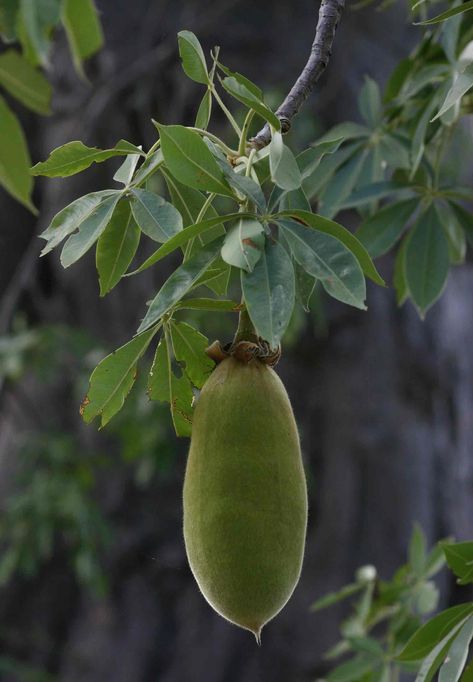 Adansonia Digitata     baobab fruit        Baobab      Kremetartboom       S A no 467 Blooming Succulents, Baobab Tree, Chocolate Spread, Flowers Petals, What Is Tumblr, Succulent Gardening, Deciduous Trees, Exotic Flowers, Cacti And Succulents