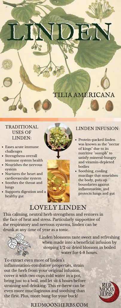 Linden Tea, Linden Leaf, The Respiratory System, Magia Das Ervas, Health And Fitness Magazine, Turmeric Tea, The Nervous System, Daily Health Tips, Mental Training