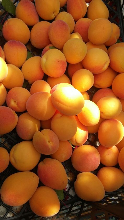 Apricot Aesthetic, Dry Fruits Benefits, Japanese Apricot, Apricot Fruit, Beautiful Fruits, Cadeau Photo, Fruit And Veg, Food Obsession, Pretty Food