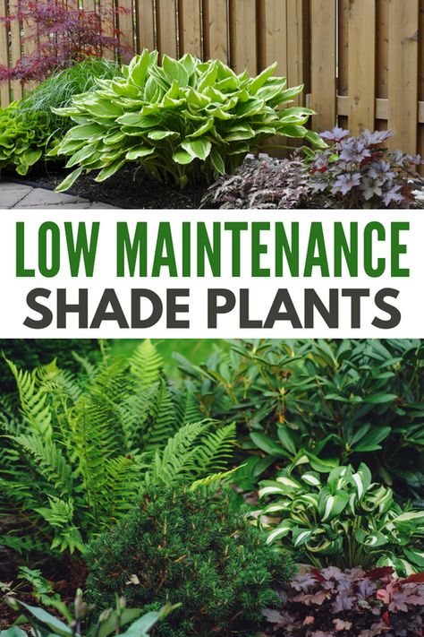 Low Maintenance Shade Plants will help you have the garden space you want even if your yard has lots of shade or partial shade. #lowmaintenanceshadeplants #shadegarden #shadeplant #lowmaintenance #shadelovingplants Shade Garden Ideas Side Of House, Hardy Shade Plants, Bulbs For Shade Garden, Perennial Shade Garden Layout, Shady Cottage Garden Plants, Landscaping Ideas For Shaded Areas, Landscaping Shaded Areas, Shade Border Plants, Deep Shade Garden