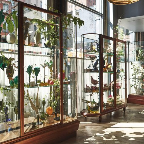 Roman and Williams installs cabinet of curiosities inside Soho showroom Cabinet Of Curiosity, Roman And Williams, New York Studio, London Museums, Cabinet Of Curiosities, Nature Collection, Wooden Cabinets, Farrow Ball, Interior Design Studio