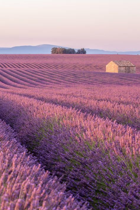 Lavender Fields France, Aix En Provence France, Valley Of Flowers, Provence Lavender, Ancient Forest, Summer Backgrounds, French Culture, Places In The World, Provence France