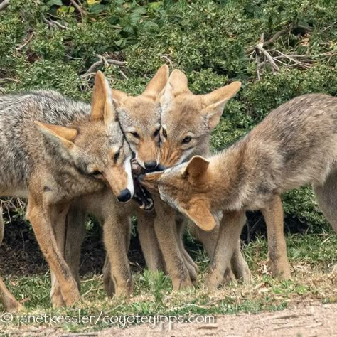 Cute Coyote, Coyote Tracks, Coyote Therian, Roland Deschain, Trail Cam, The Trickster, Animal Reference, Beauty Aesthetic, Animal References