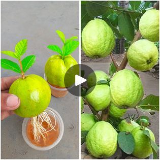 How to grow guava trees from guava fruit with garlic & soda drink !!! | How to grow guava trees from guava fruit with garlic & soda drink !!! | By Dian CreativeFacebook Grow Lemon Tree, Grow Lemon, Grafting Fruit Trees, Water Propagation, Lemon Plant, Fruit Tree Garden, Grape Tree, Guava Tree, Lemon Seeds