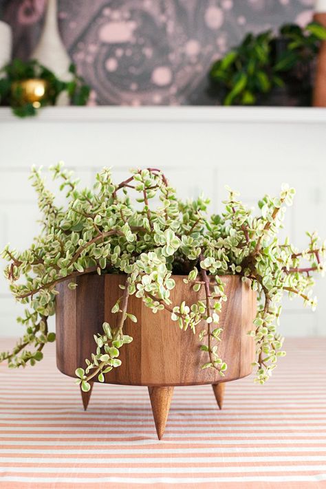 Diy Pedestal Planter, Mcm Plant Stand, Elephant Bush, Diy Wooden Planters, Water Propagation, Window Planter, Diy Home Decor For Apartments, Planter Diy, Wooden Planter