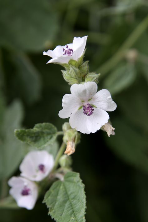 Heemst Althea Officinalis, Herbal Alchemy, Wild Foraging, Foraging Recipes, Animals Food, Medicinal Herb, Digestive Tract, Wild Edibles, Wild Plants