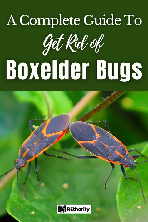 Get Rid Of Box Elder Bugs, Box Elder Bug Repellant, Box Elder Bugs Get Rid Of, Boxelder Bugs, Box Elder Bugs, Roach Infestation, Bug Infestation, Diy Bug Spray, Bug Trap