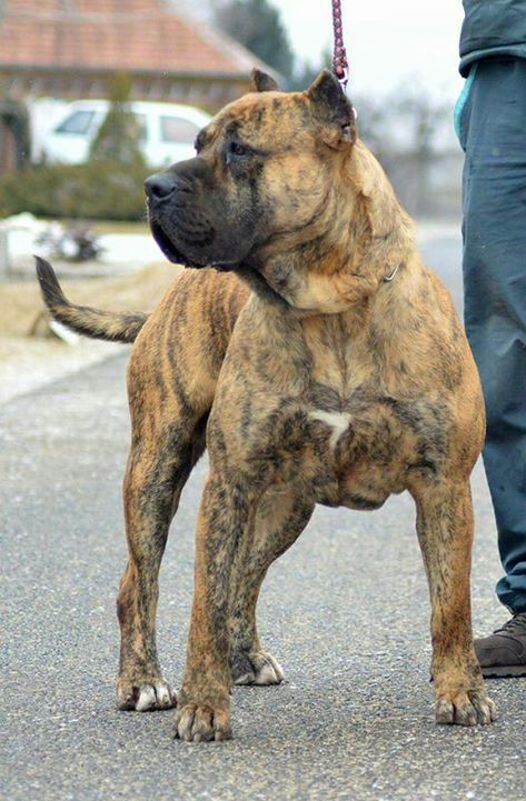 Press Canario, Presa Canario Puppy, Mastiff Dog Breeds, Presa Canario, Mastiff Breeds, Cane Corso Dog, Corso Dog, Mastiff Dogs, Dog Line