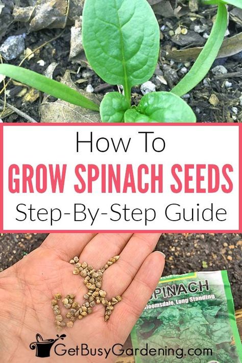 Spinach Plant, Planting Spinach, How To Grow Spinach, Grow Spinach, Growing Spinach, Spinach Seeds, Summer Gardening, Fall Vegetables, Backyard Vegetable Gardens