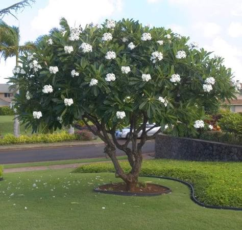 Plumeria Tree Garden Ponds Ideas, Lawn Design Ideas, Green Decor Ideas, Modern Lawn, Patio Garden Ideas On A Budget, Frangipani Tree, Ponds Ideas, Plumeria Tree, Green Bedroom Decor