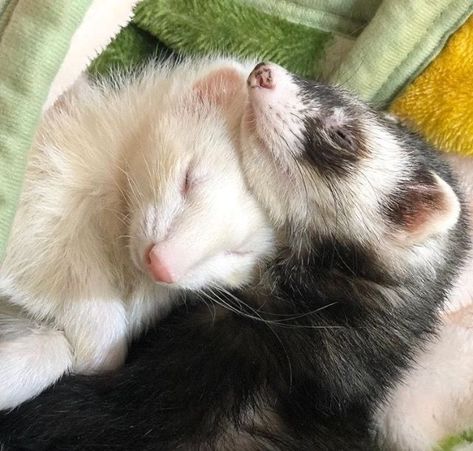 Black Ferret, Ferrets Care, Baby Ferrets, Funny Ferrets, A Ferret, Pet Ferret, Cute Ferrets, Pets 3, Pretty Animals