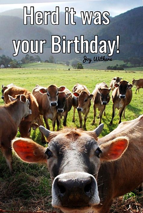 Cool Happy Birthday Images, Happy Anniversary Wedding, Happy Birthday Wishes Pics, Birthday Wishes Pics, Animal Funnies, Happy Birthdays, Funny Happy Birthday Wishes, Birthday Memes, Birthday Greetings Friend