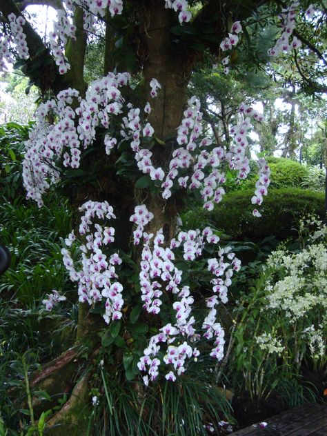 Bunch of vivid white orchids growing on a tree Orchid In The Wild, Orchids In The Wild, Orchid On Tree, Orchids On Trees, Tropical Outdoor, Orchid House, Orchid Tree, Orchid Planters, Growing Orchids