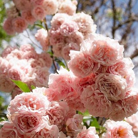 Frilly Knickers, Musk Rose, Rose Beautiful, Roses Beautiful, Grow Gorgeous, Coming Up Roses, David Austin Roses, Climbing Roses, Morning Sun