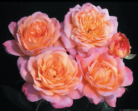 'Portlandia' Rose Photo Gardening Services, Copper Statue, Climbing Rose, Heirloom Roses, Types Of Roses, Shrub Roses, The Statue Of Liberty, Climbing Roses, Love Rose