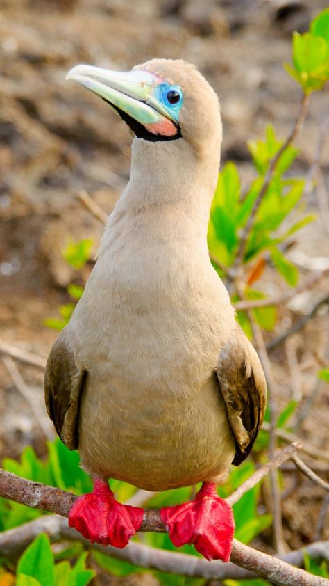 Red Footed Booby Blue Footed Booby Birds, Galapagos Islands Animals, Booby Bird, Big Birds, Manatees, Galapagos Islands, Off The Beaten Path, Big Bird, Exotic Birds