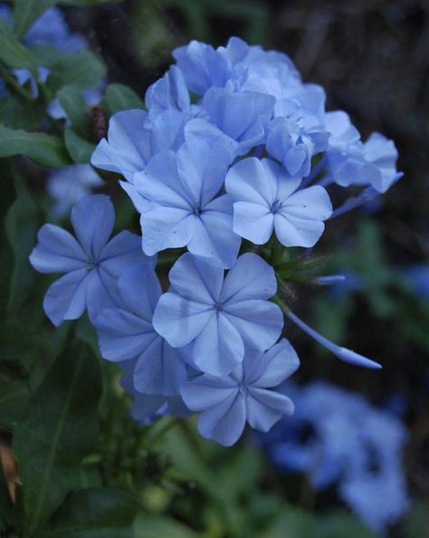 Today I’m thankful for plumbago- a plant that   grows well in several of my happy places- and thus reminds me of Disneyland, Hawaii, and my mom’s garden all at once. A trio of happy associations. 😁 Also the name sounds like it’s maybe a purple Winnebago- so that’s kind of fun. And it’s real pretty. 💯 (googled purple Winnebago & decided they are ugly enough- & purple does not improve them. If need RV- lux. bus  or Airstream. Period) Plumbago Auriculata, Blue Plumbago, Ivy Flower, Future Garden, Blue Plants, Blue And Purple Flowers, Cute Flower Wallpapers, Lord God, Plant Aesthetic