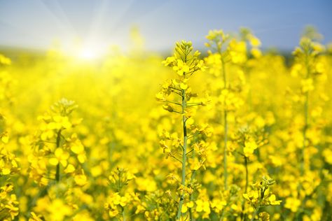 Plants Benefits, Unsaturated Fats, Rapeseed Oil, Healthy Balance, Canola Oil, Cooking Oil, Scenic Views, Healthy Fats, Seed Oil