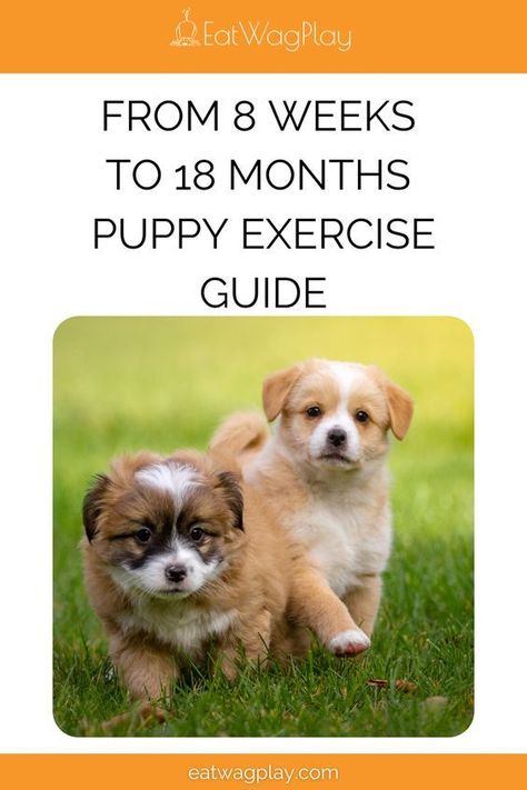 Puppy Exercise Guide, Puppy Stages Week By Week, Puppy Training Guide, Puppy Schedule, Puppy Stages, Dog Quotes Love, Exercise Ideas, Helpful Things, Dog Exercise