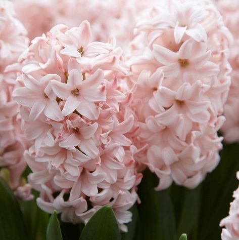 Pink Hyacinth Aesthetic, Hyacinths Aesthetic, Hycinthia Flower, Hycanith Flower, Hyacinth Aesthetic, Pink Hyacinth, Hyacinth Flower, Pink Plants, Hyacinth Flowers