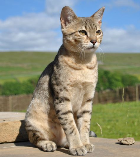 Egyptian Mau Cat Breed Information, Pictures, Characteristics & Facts  Cat #cat  Cats #cats Werewolf Cat, Turkish Angora Cat, Burmilla, Egyptian Cats, Egyptian Mau, Birman Cat, Rare Cats, Egyptian Cat, Cute Cat Breeds