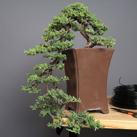 Japanese Plants Indoor, Bonsai Juniper Tree, Bonsai Tree Juniper, Bonsai Tree Indoor, Bonsai Cascade Style, Juniper Bonsai Style, Cascading Bonsai, Juniper Bonsai Tree, Cascade Juniper Bonsai