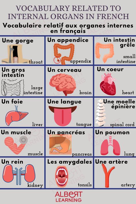 You might already know different parts of the body, however, can you name the internal organs in French? Today, learn how to talk about internal organs in French and expand your vocabulary. To know more in detail, read our blog article! Parts Of The Body In French, French Vocabulary Notes, Shapes In French, French Vocabulary Flashcards, French Preschool Activities, French Body Parts, French Notes, French Vocab, Free French Lessons